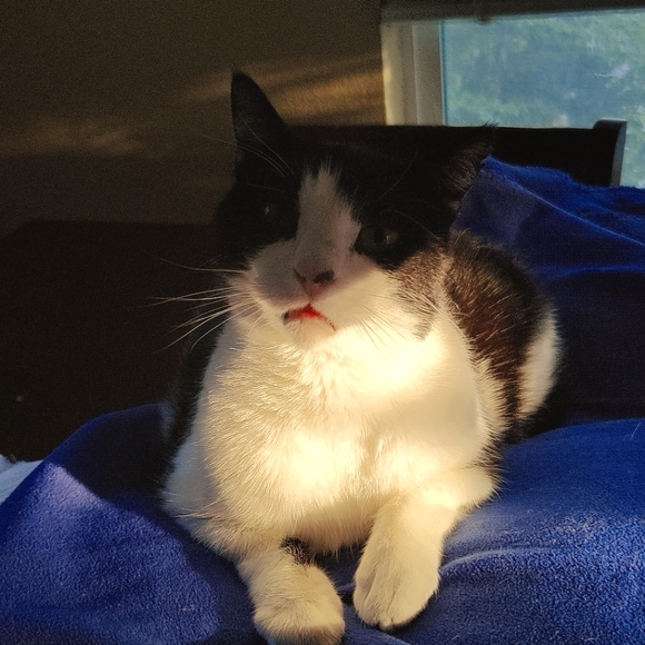 Meet your Posher, Delisa - Picture 1 of 1